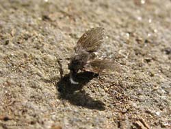 Psychodidae - farfallina pelosetta
