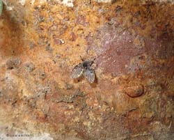 Psychodidae
