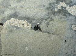 Probabile dittero Psychodidae scuro