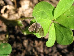 Psychodidae sp.