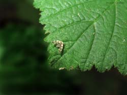 Psychodidae sp.
