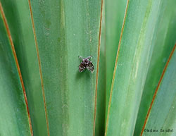 Psychodidae 