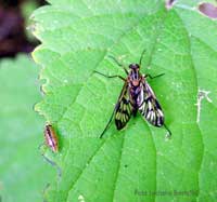 Rhagio scolopaceus