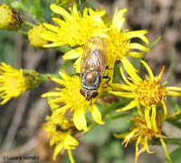 Rhyncomya sp.