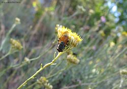 Rhyncomya sp.