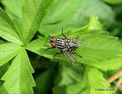 Mosca Sarcophaga Carnaria