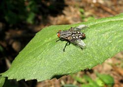 Sarcophaga carnaria