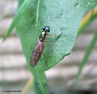 Sargus bipunctatus un dittero degli orti