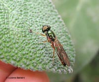 Sargus bipunctatus dittero dal corpo verde brillante