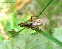 Sarcophoga stercoraria