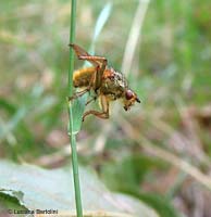 Sarcophoga stercoraria su un filo d'erba