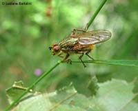 Sarcophoga stercoraria