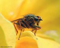 Scathophaga stercoraria
