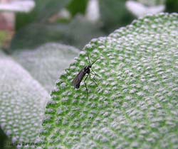 Sciaridae sp.