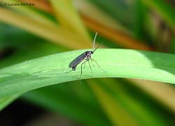 Sciaridae sp.