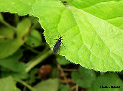 Dittero Sciaridae sp.