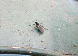 Sciaridae sp.