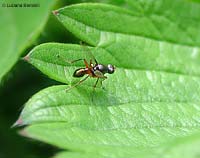 Dittero Sepsis sp.