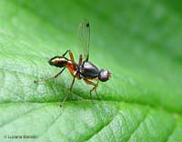 Sepsis sp.
