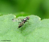 Sepsis sp.
