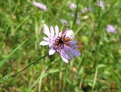 conopidae Sicus sp.