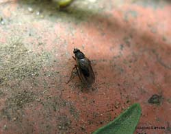 Sphaeroceridae sp.