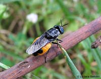 Odontomyia sp. un grosso dittero nero arancione