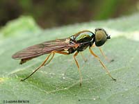 Sargus bipunctatus