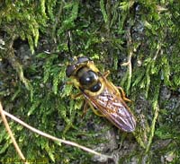 Stratiomyidae sp.