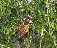Stratiomyidae sp.
