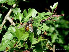 Echinomya fera - Tachina fera