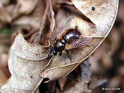 Tachina lurida