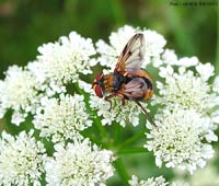 Ectophasia crassipennis sul fiore di una ombrellifera