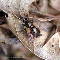 Tachinidae marrone