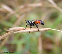 Cylindromyia sp.