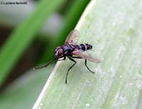 Tachinidae Gastrolepta anthracina