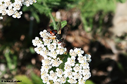 Gymnosoma sp.