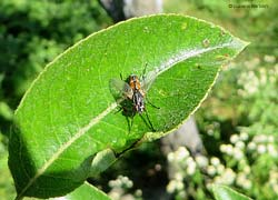 Tachinide sp.