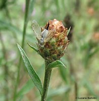 Acanthiophilus sp.
