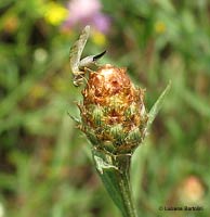 Tephritidae Acanthiophilus sp.