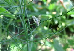 Acanthiophilus helianthi