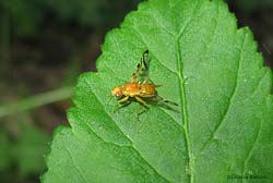 Acidia cognata