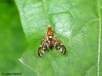 Tephritidae Euleia heraclei