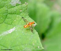 Acidia cognata