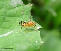 Tephritidae Acidia cognata