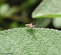 Tephritidae