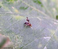 Tephritidae Euleia heraclei