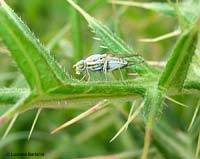 Tephritidae Terellia sp.