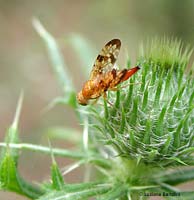 Tephritidae Xyphosia miliaria