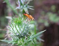 Xyphosia miliaria